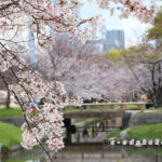 広島中央公園の桜