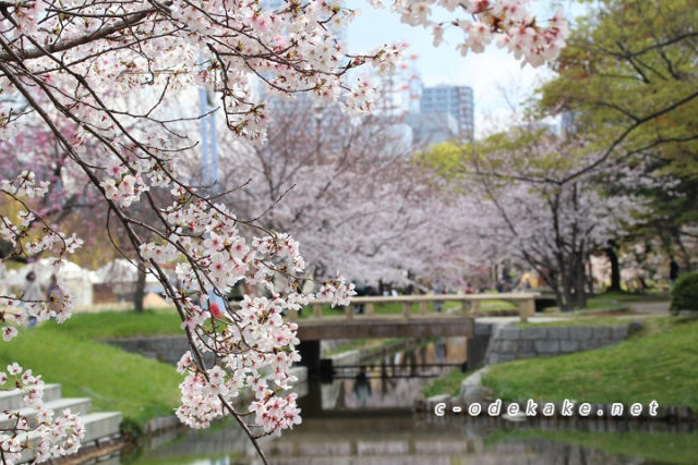 広島お花見候補地 広島市中央公園も素晴らしいお花見スポット