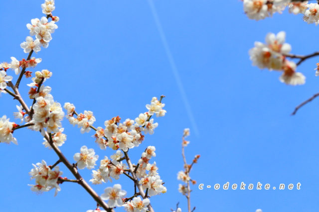 三隅梅林公園 中国地方屈指の梅林で梅の花に囲まれる 現地写真で開花状況や駐車場を案内