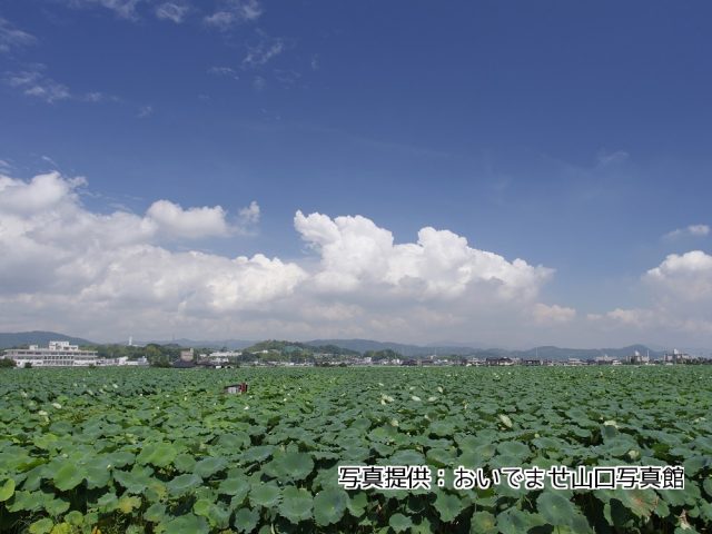 絶景 岩国レンコンの生産地 見渡す限り蓮田が広がる光景がなかなかすごい