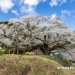 三隅大平桜