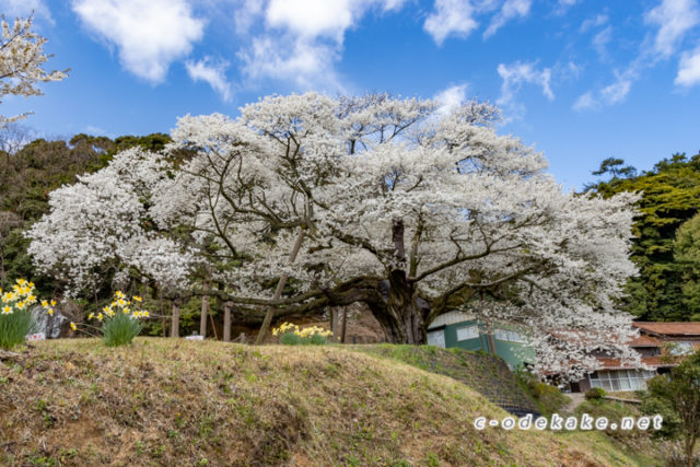 三隅大平桜 島根県にある国指定の天然記念物 一度はお目にかかりたい樹齢660年の巨大な一本桜