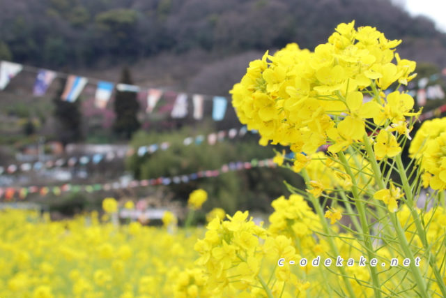 田尻町の菜の花畑と杏の花 中国地方おでかけしようねっと 今回は福山市の菜の花の名所をご紹介します 全国的に有名になった 鞆の浦 のお隣に川尻町という海に面した町があるのですが 毎年3月には 菜の花まつり が開催され 海の見